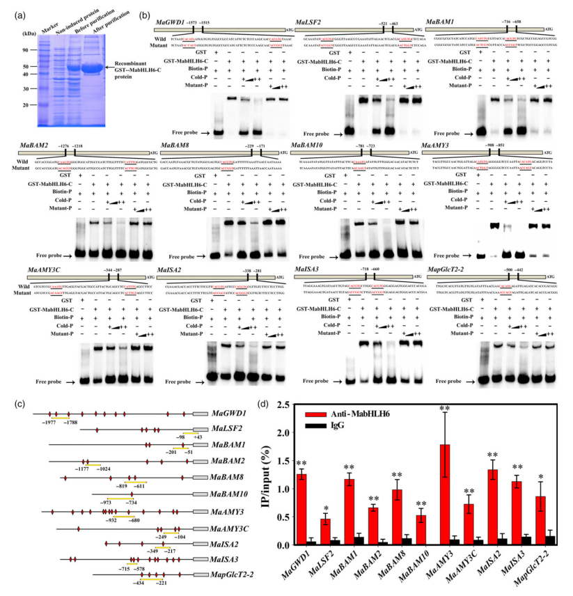 iTRAQ蛋白質(zhì)組學(xué)分析、itraq實(shí)驗(yàn)服務(wù)、iTRAQ技術(shù)