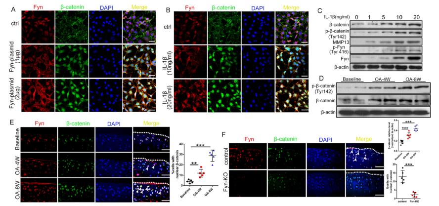 iTRAQ蛋白質(zhì)組學(xué)分析、itraq實(shí)驗(yàn)服務(wù)、iTRAQ技術(shù)