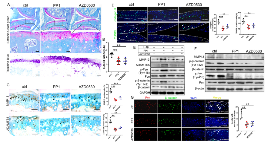 iTRAQ蛋白質(zhì)組學(xué)分析、itraq實(shí)驗(yàn)服務(wù)、iTRAQ技術(shù)