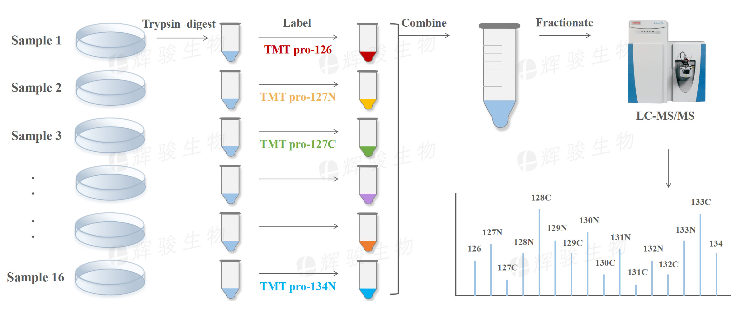 TMT標記定量蛋白質(zhì)組學，TMT標記定量，TMT，TMT定量蛋白質(zhì)組學