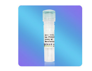 [FI01103] Anti-beta Actin小鼠單克隆抗體