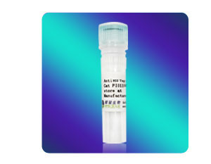 [FI01107B] Anti-His兔單克隆抗體