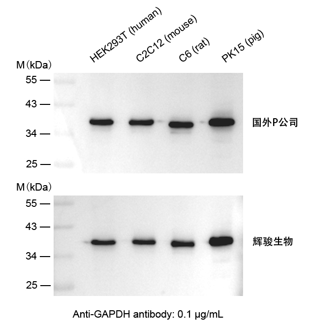 GAPDH抗體-Anti-GAPDH小鼠單抗,價格低,大量現貨-輝駿生物
