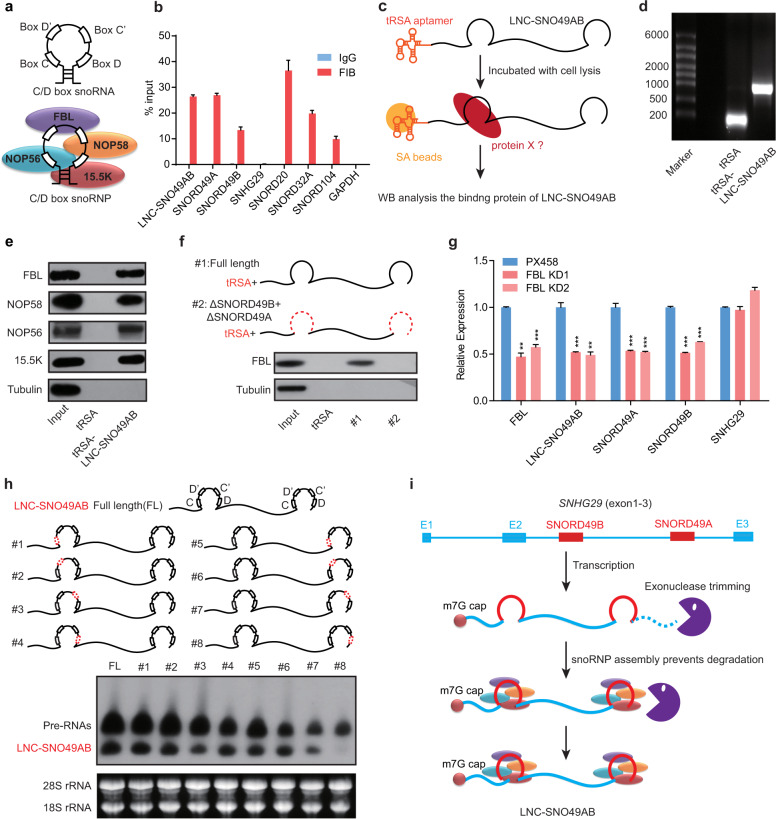 蛋白質(zhì)譜鑒定哪家好,質(zhì)譜鑒定價(jià)格,lc-ms/ms蛋白質(zhì)質(zhì)譜鑒定技術(shù)