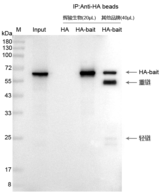 輝駿生物HA標(biāo)簽抗體磁珠使用案例-無抗體輕重鏈污染-強親和力