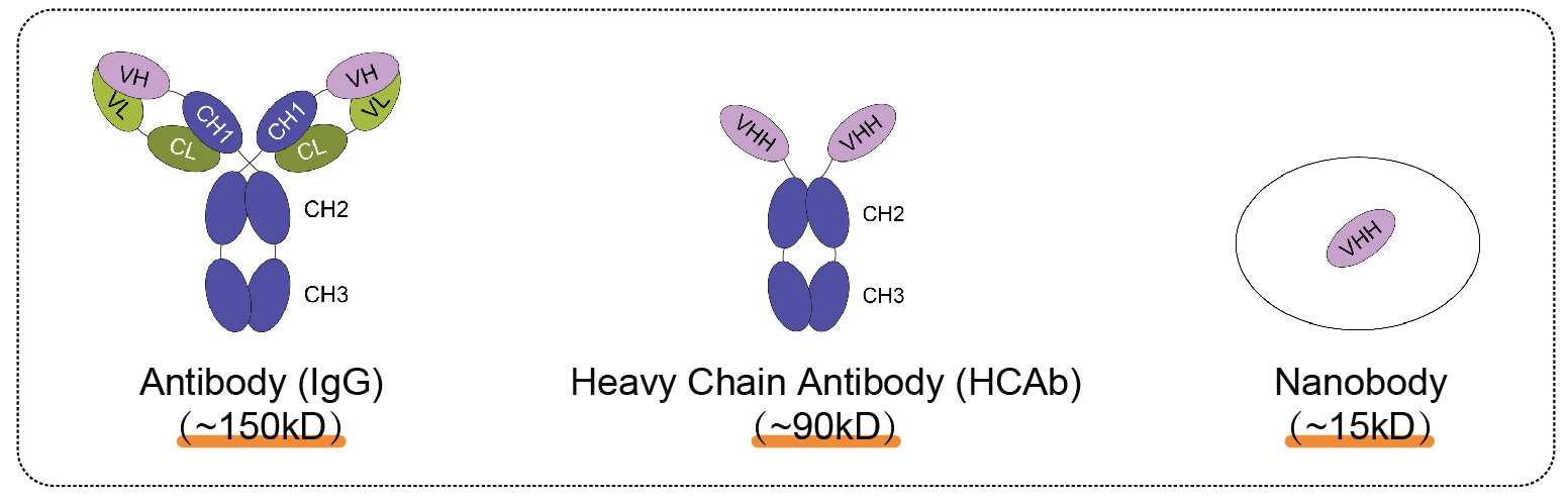 輝駿生物ChainFree?納米抗體磁珠-無(wú)輕重鏈污染-高效完成COIP