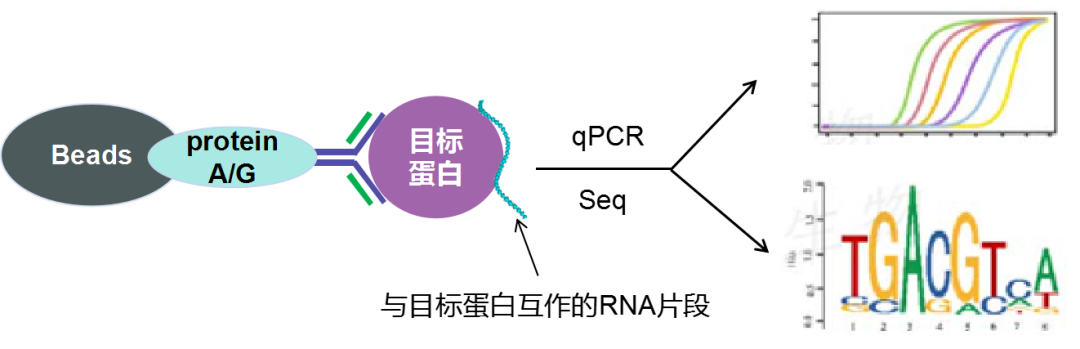 RIP實(shí)驗(yàn)原理-輝駿生物RIP實(shí)驗(yàn)到投稿