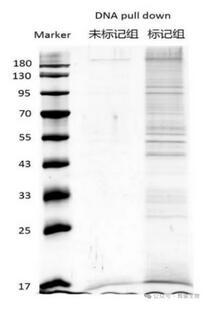 DNA pull-down蛋白銀染圖.jpg