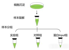 DNA pull-down實驗分組圖.jpg