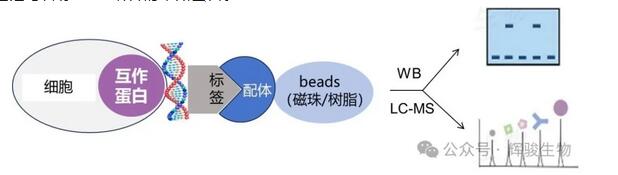 DNA pull-down實驗原理圖-輝駿生物.jpg