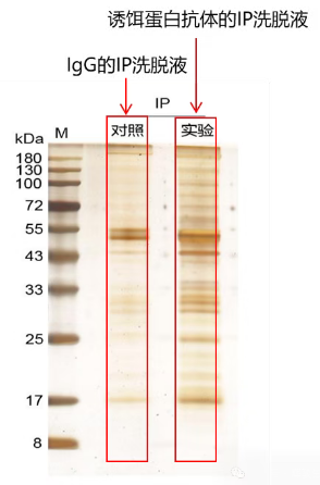 輝駿生物 IP-WB實(shí)驗(yàn)銀染膠圖.png