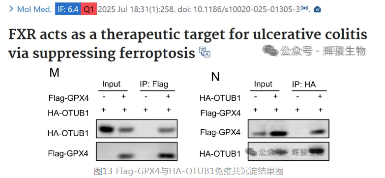 Co-IP、GST pull-down客戶文章.png