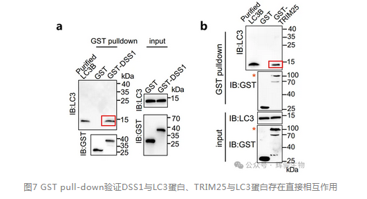 輝駿生物GST pull-down試劑盒—pulldown文獻(xiàn)客戶應(yīng)用案例.png